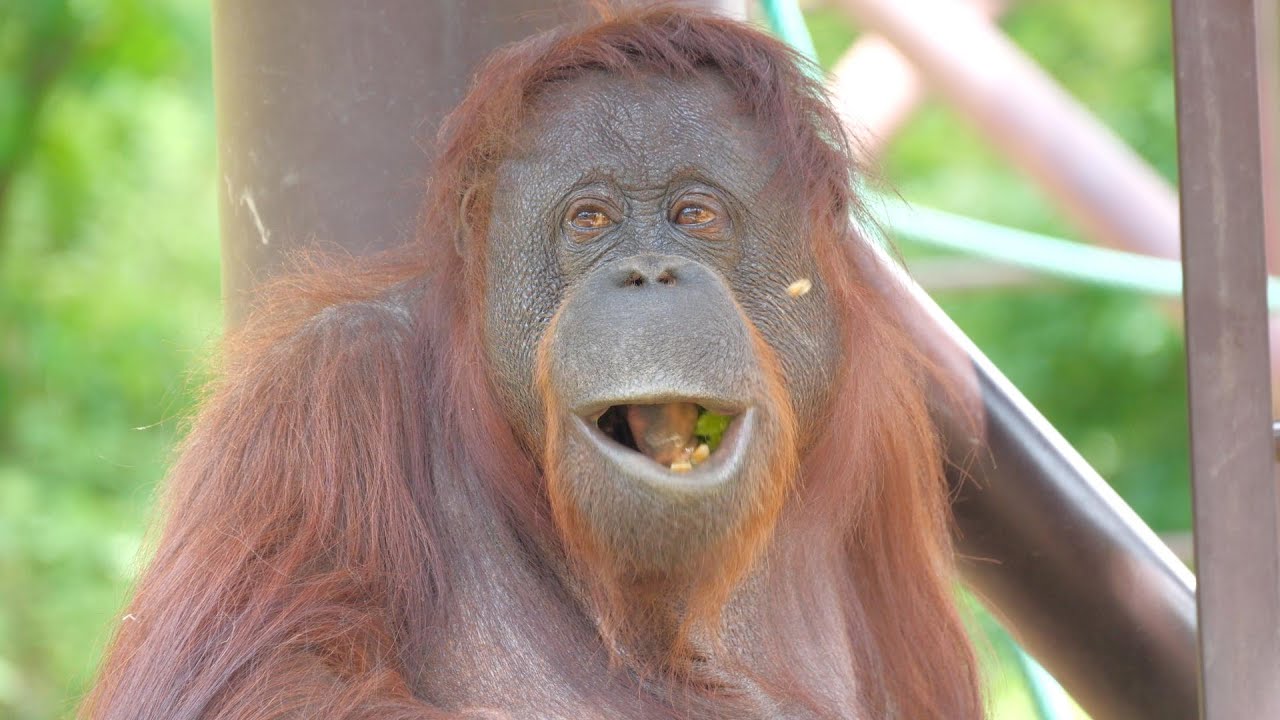 ナナとリキの朝食　福岡市動植物園　オランウータン　202405