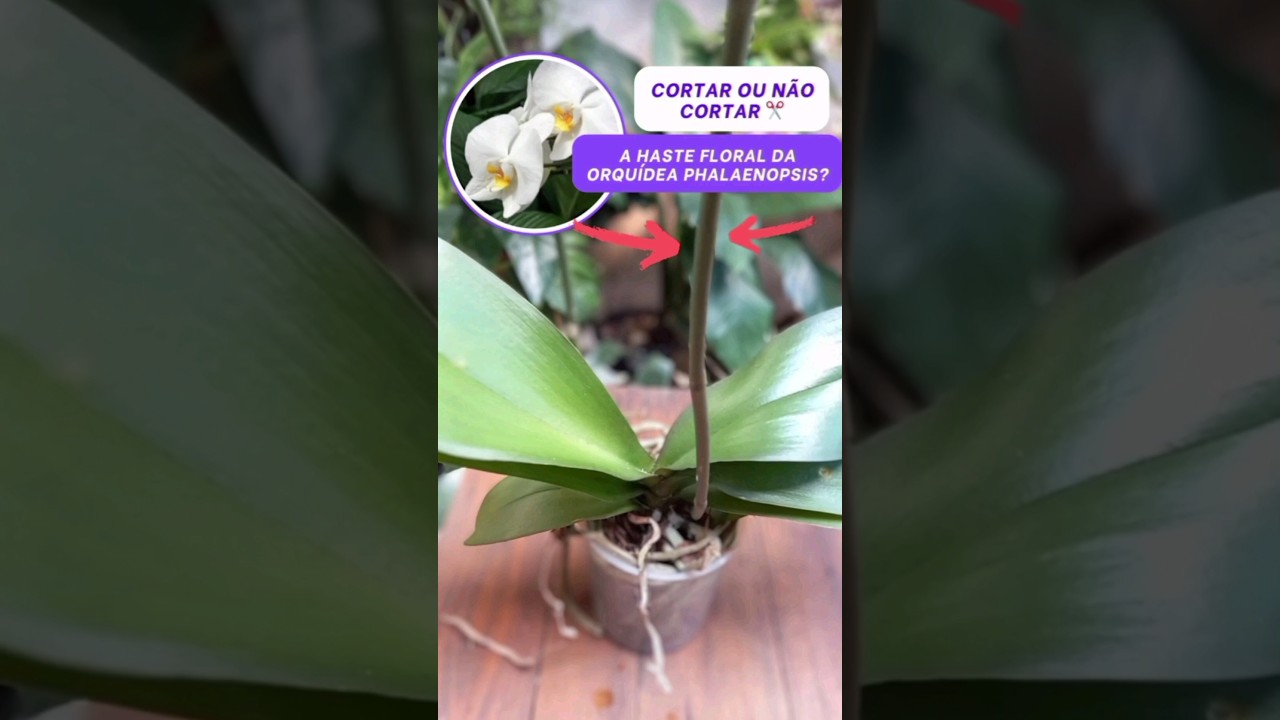 Como Cortar a haste Floral da Orqu&iacute;dea Phalaenopsis #orqu&iacute;deas #orchid #phalaenopsis #hastefloral