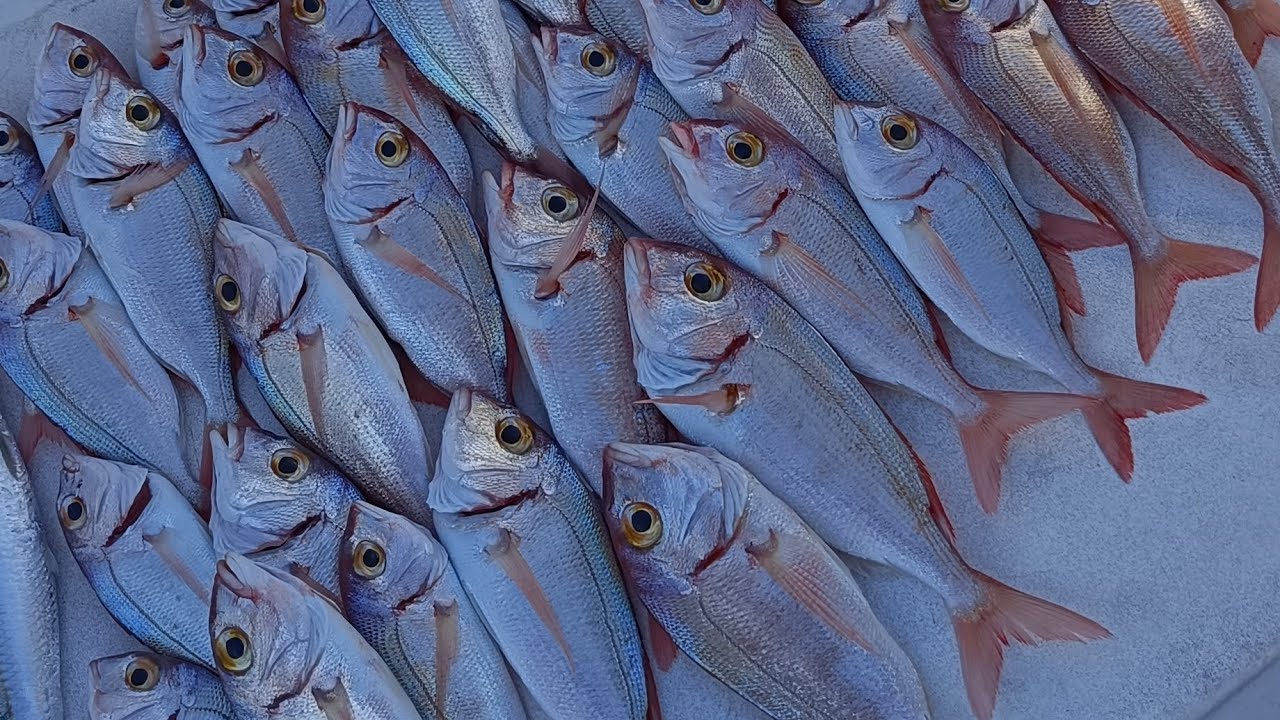 Akışta Mercan Avı / Gerence Körfezi 🧿