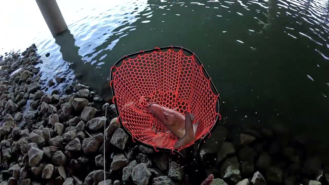 Catfish montage