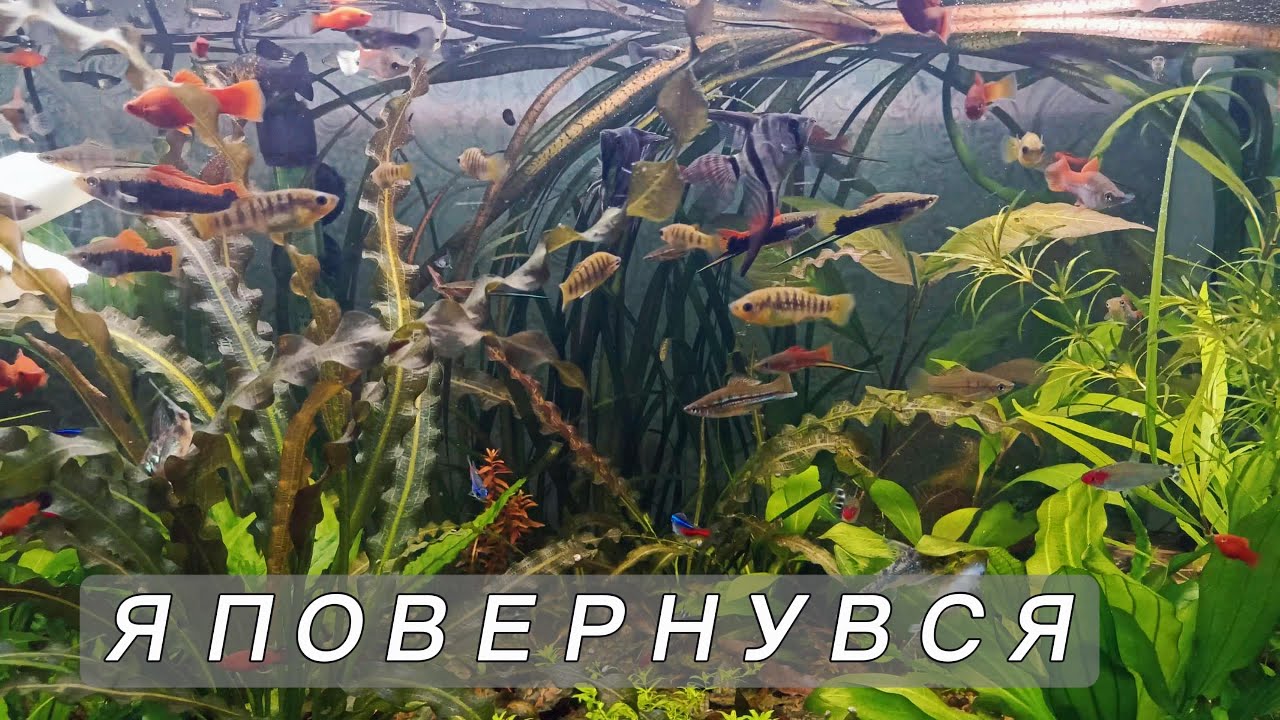 Я повернувся! 4К #aquarium #aquarium4k #4k #fishtank #аквахобі