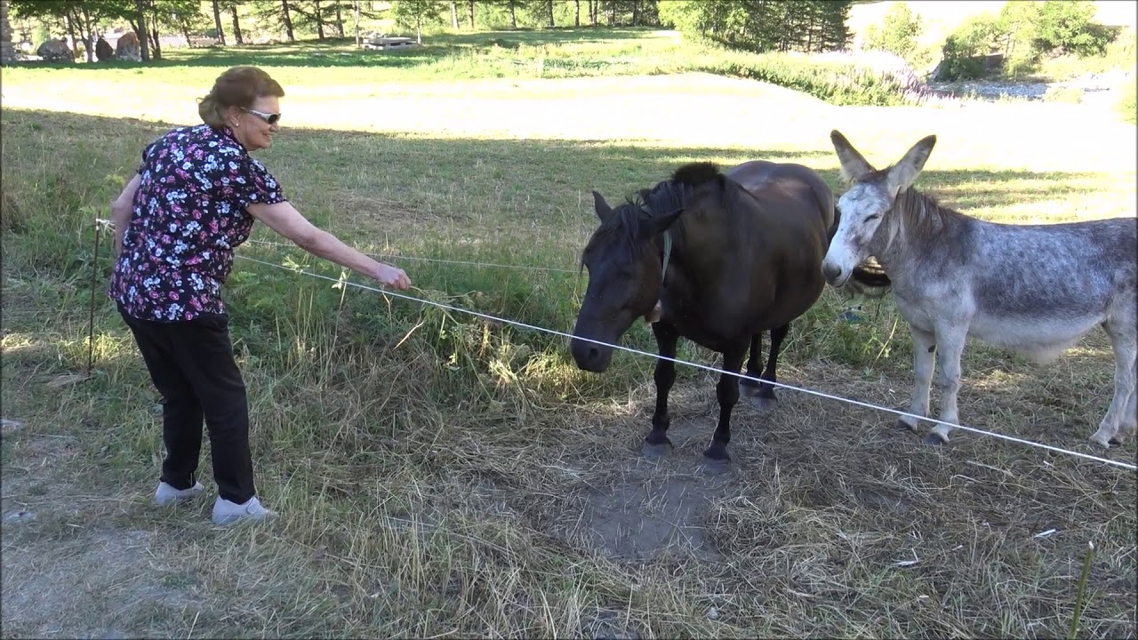 UNA TIMIDA CAVALLA CON UNA ASINELLA A CHIANALE (CN) IN VALLE VARAITA. DOM. 11 - 8 - 2019