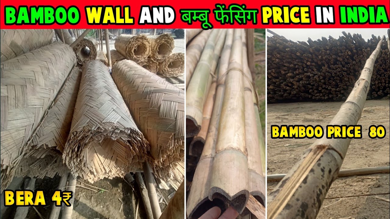 Bamboo wall and बम्बू फेंसिंग | What is the price of 1 bamboo in India |  Bera ka price kitna hai