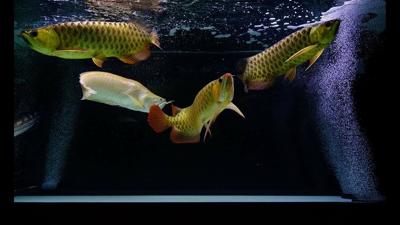 9 Beautiful High Back Golden Arowana Community | Malaysian Arowana Tank