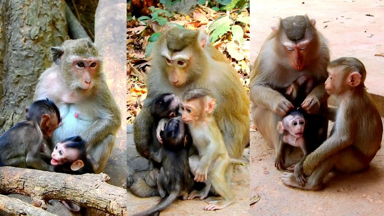 Cute Rina baby tries not allow her best friends get milk very funny and brave.