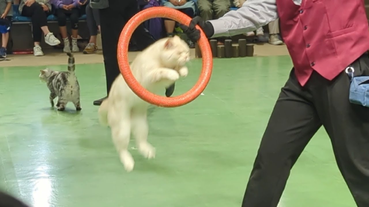 Милые и талантливые коты 🐈 Смешное и трогательное шоу кошек TheCats![Царство животных Насу]