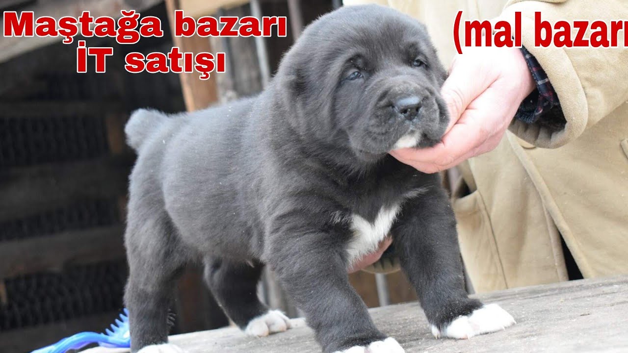 Maştağa da İT satışı (Mal bazarı)