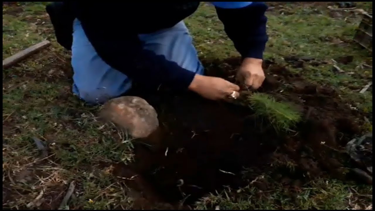 Siembra de Pino Radiata con el sistema o dise&ntilde;o Cuadrangular-Te&oacute;rico pr&aacute;ctico-V-5