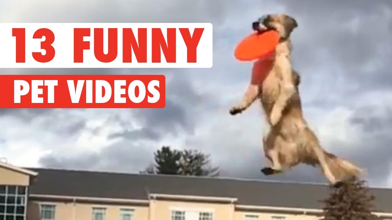 13 Funny Pets Video Compilation 2016