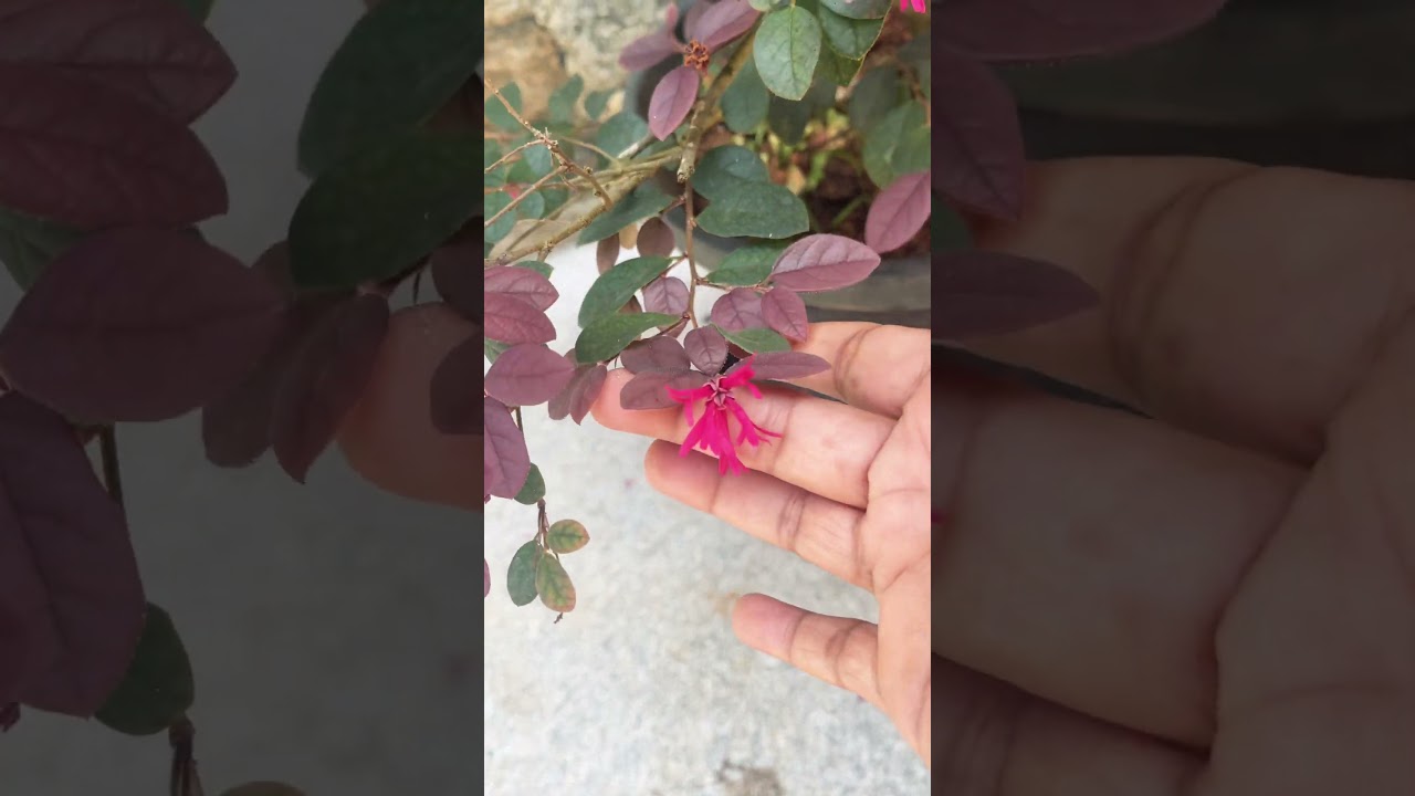 #loropetalum