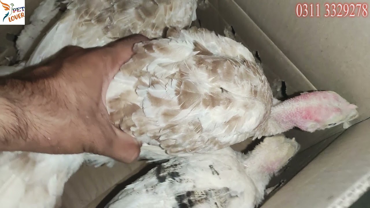 Turkey Bird Breeder and 5 month pair For sale in pakistan \\ turkay bird for Sale