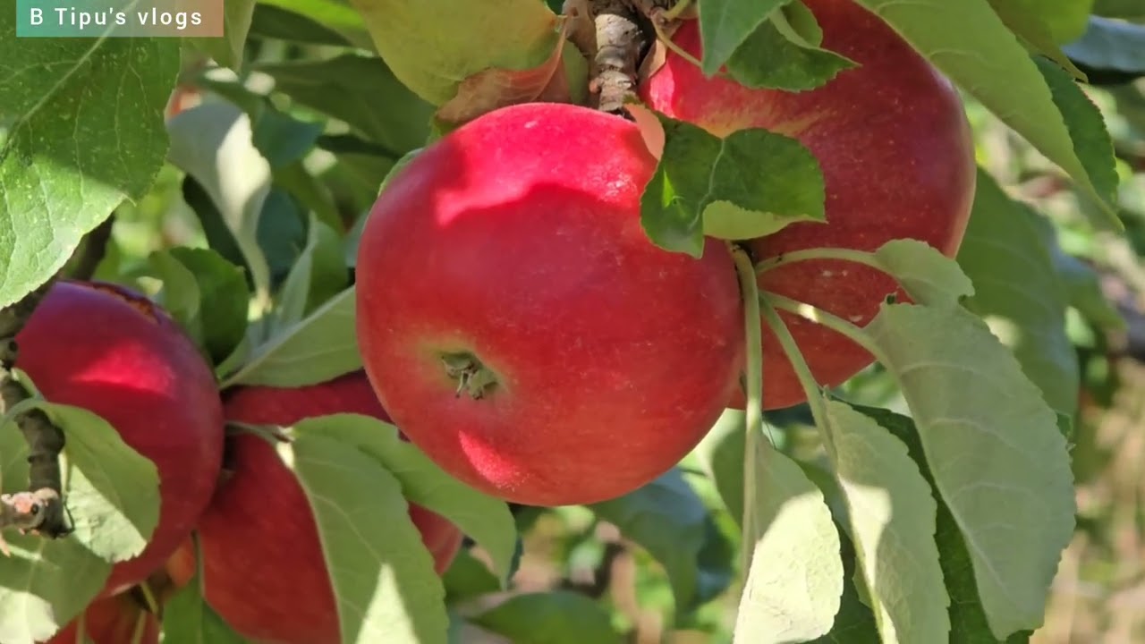 Beautiful apple orchard#apple #applegarden #vlogs #highlights 
