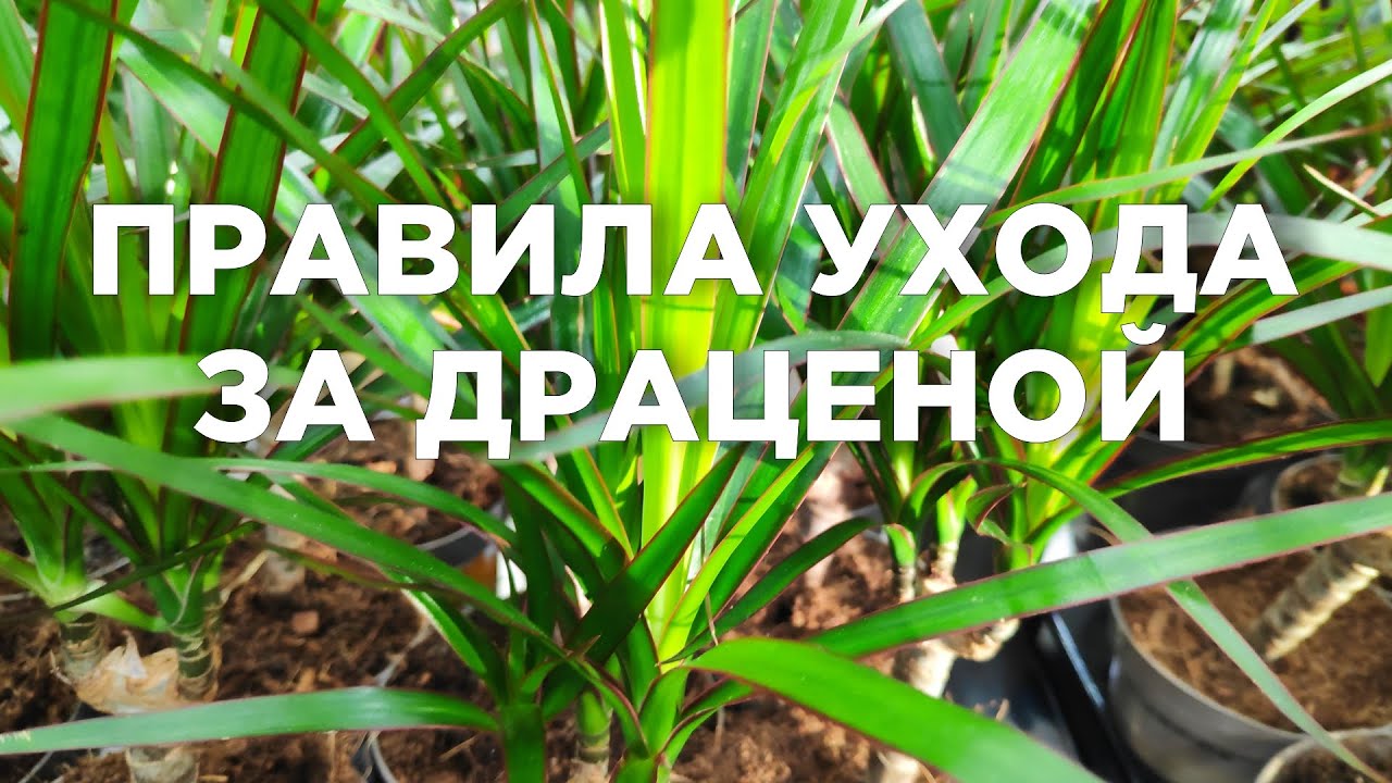Драцена. Уход за растением в домашних условиях