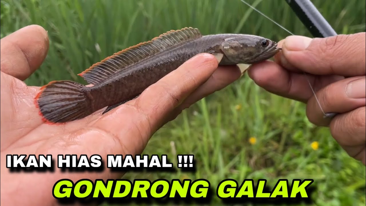 Dulu Ikan Ini Mahal || Mancing Channa Limbatta Dengan Teknik Umpan Jangkrik