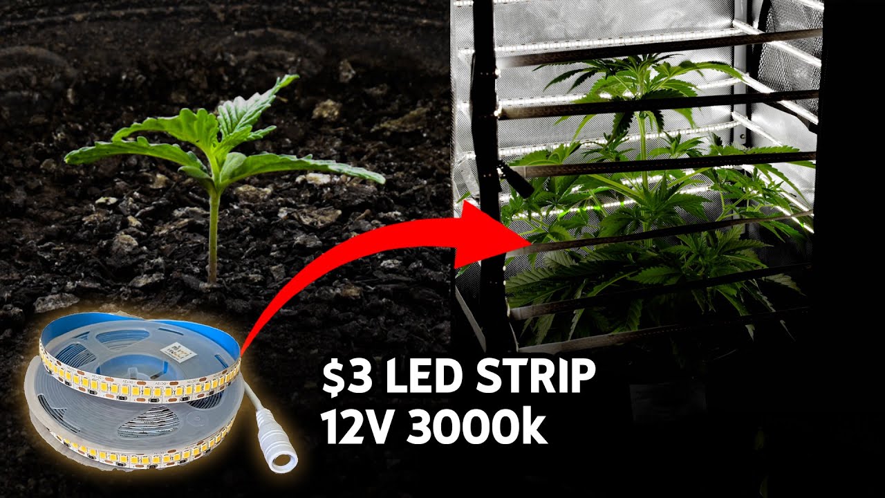 Growing a cannabis with a $3 LED strip (TIMELAPSE Scientific experiment 1~23 days)