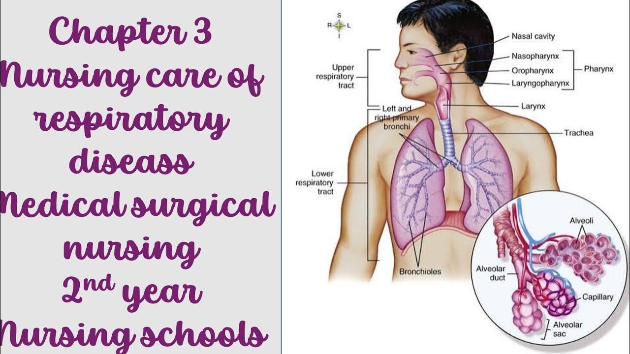 Chapter 3 nursing of respiratory diseases, medical surgical   الباب الثالث كامل تمريض باطنة و جراحة 