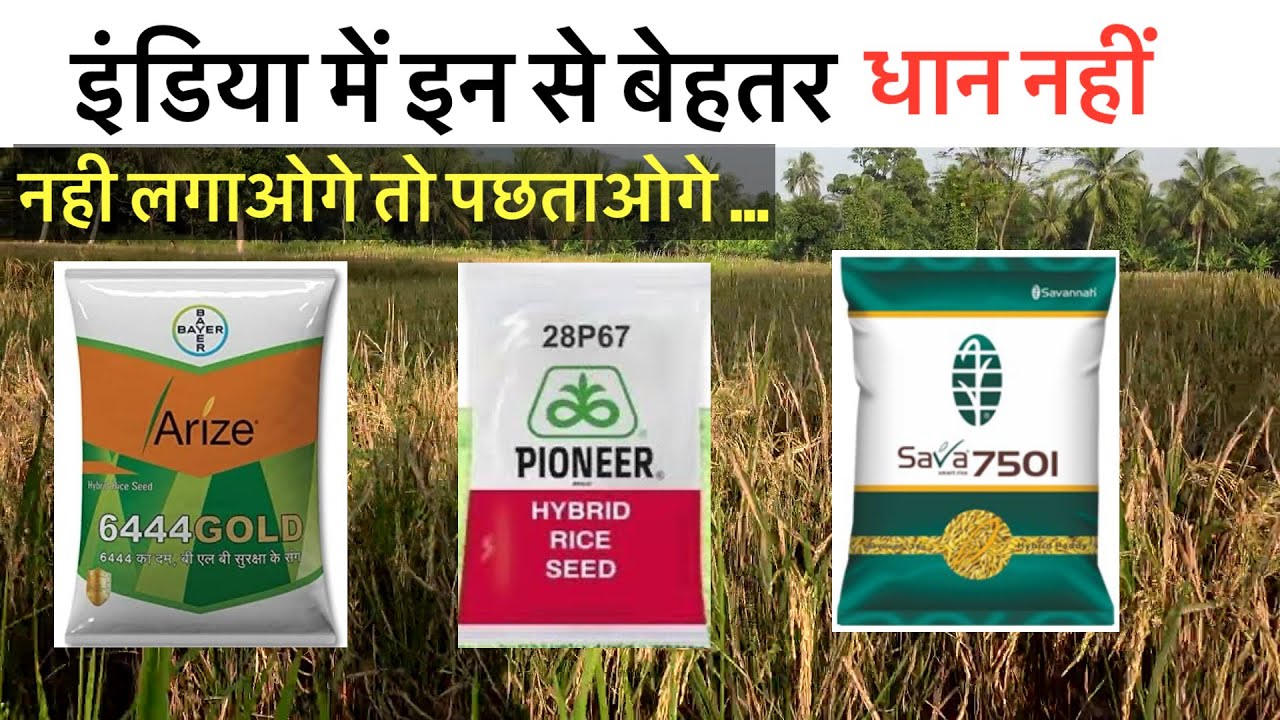 Arize 6444 gold Vs Pioneer 28p67 Vs Sava 7501 paddy variety details | dhan ki top variety 2025