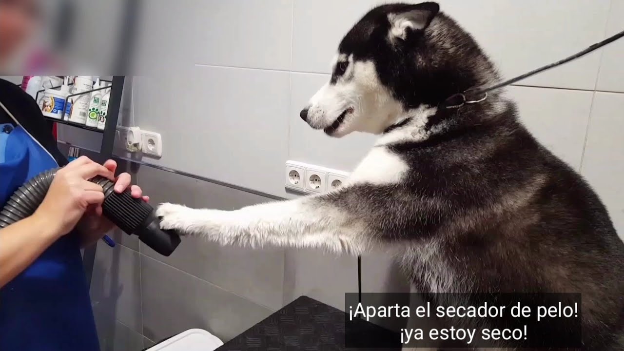 Max ¿qué pasa? Te tienes que BAÑAR y secar el pelo!! || Max the husky