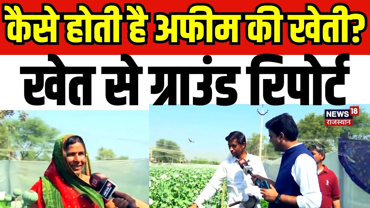 Opium Farming News: कैसे होती है अफीम की खेती? | Afeem Ki Kheti | Afeem Farming In Rajasthan | Mewar