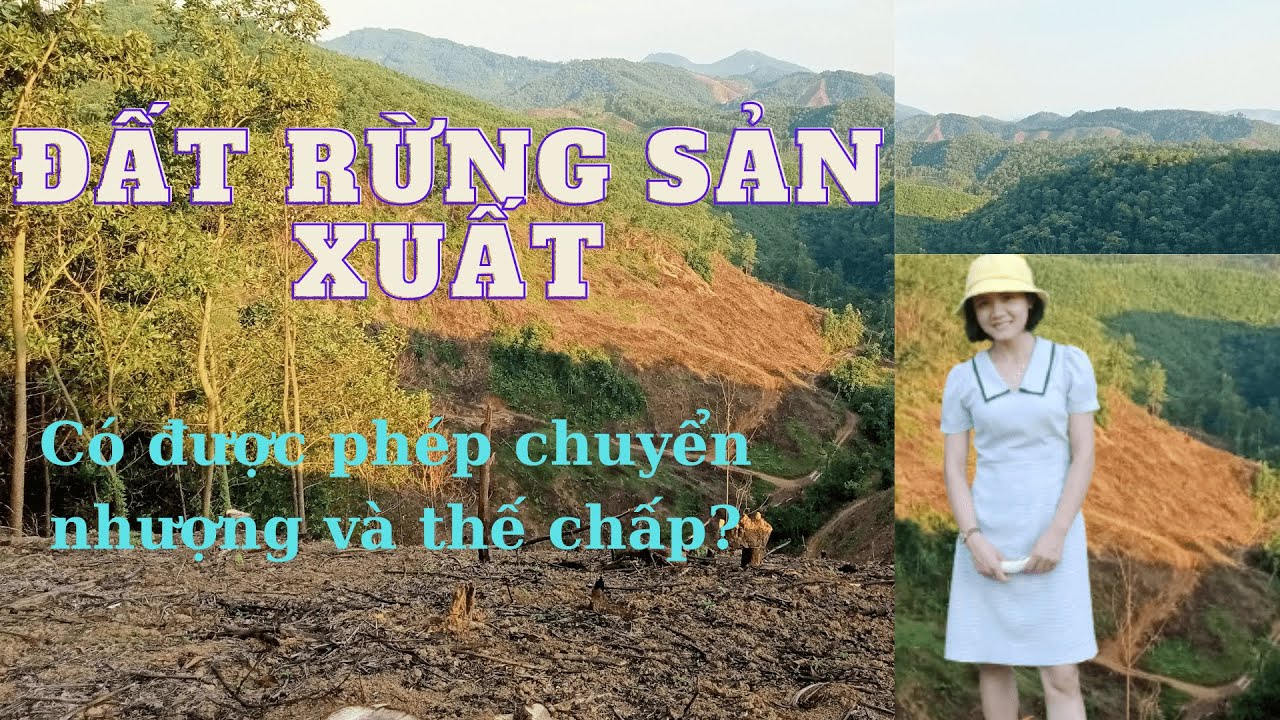 5 Lưu ý khi đầu tư và mua đất rừng sản xuất không phải ai cũng biết