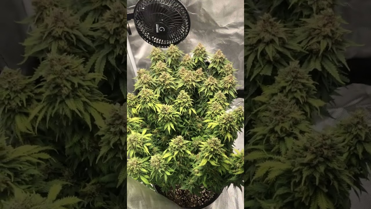 Two Cannabis Plants (LST, TOPPING)