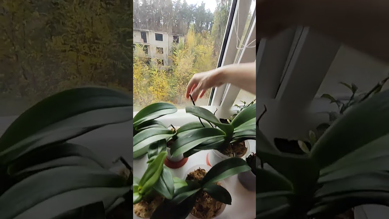 Поливаю орхидеи во мхе👍