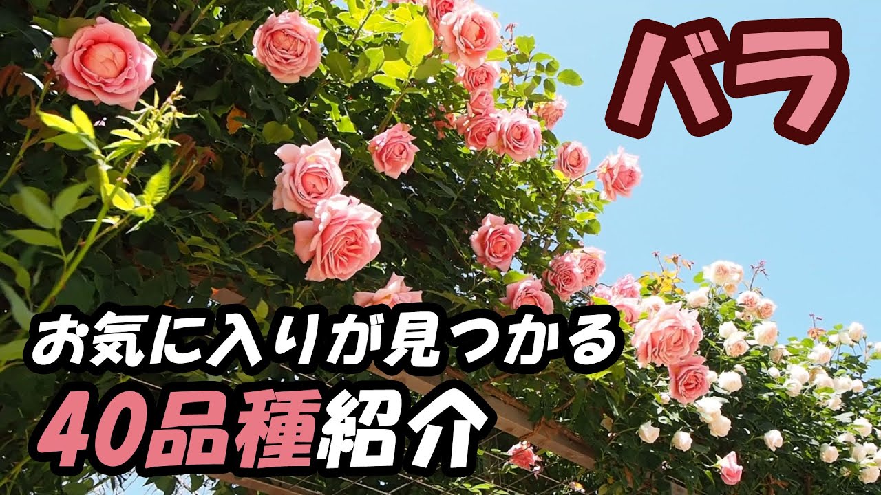 【薔薇好き必見】世界のバラ　40種類紹介