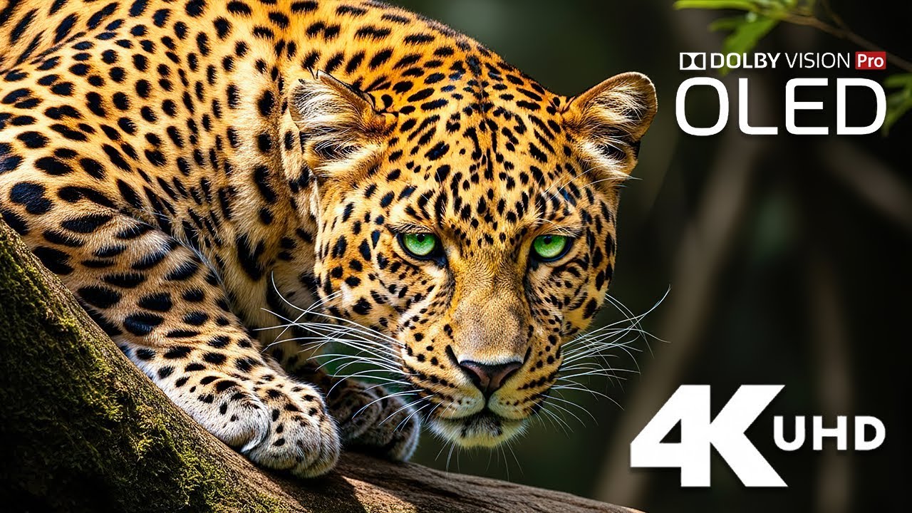 4K Cinematic Wildlife: Animals in Their Element | Documentary Nature Film