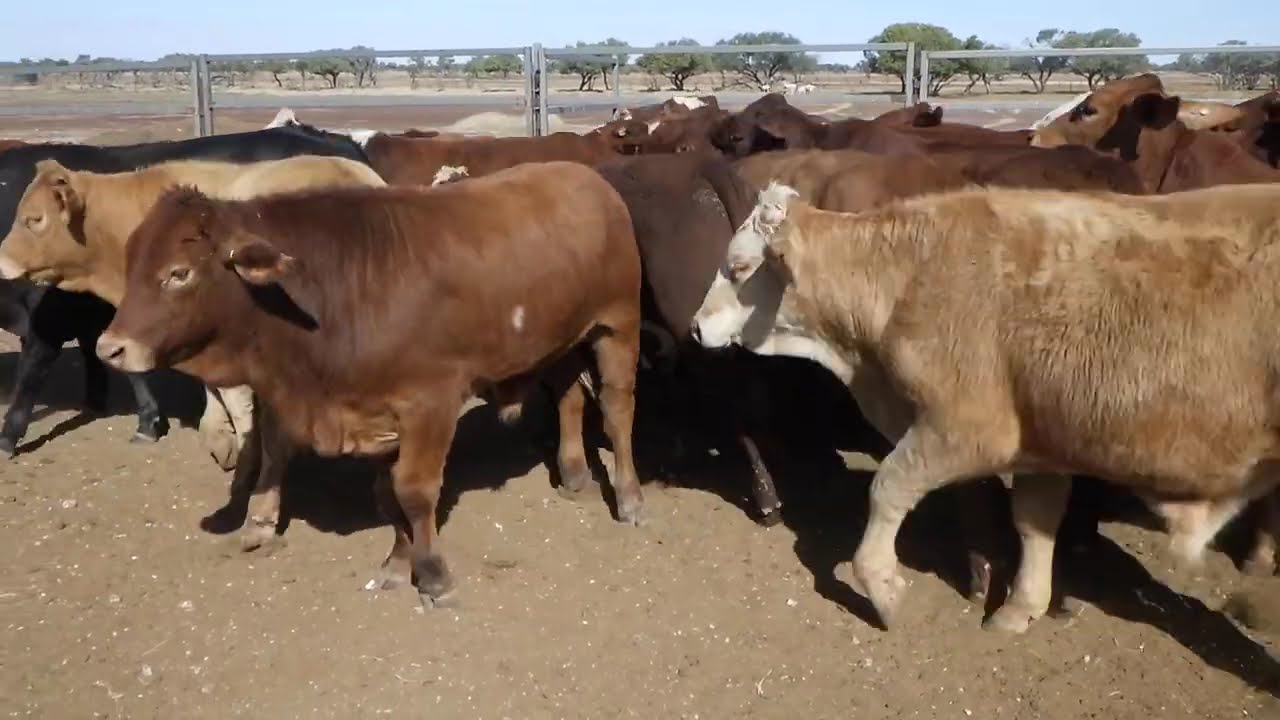 68 SANDILA BACKGROUNDER STEERS. HGP FREE - AV 353.3KG CURFEWED