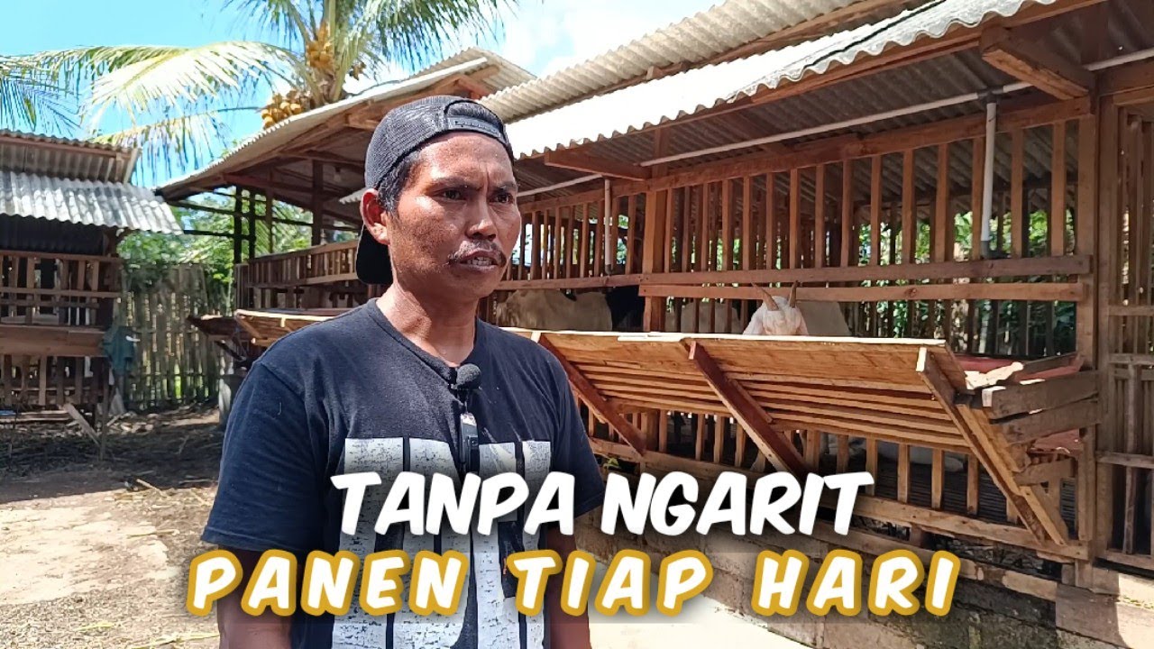 Analisa Bisnis Kambing Perah : Tanpa Ngarit, Pakan Beli, Tetap Untung Banyak