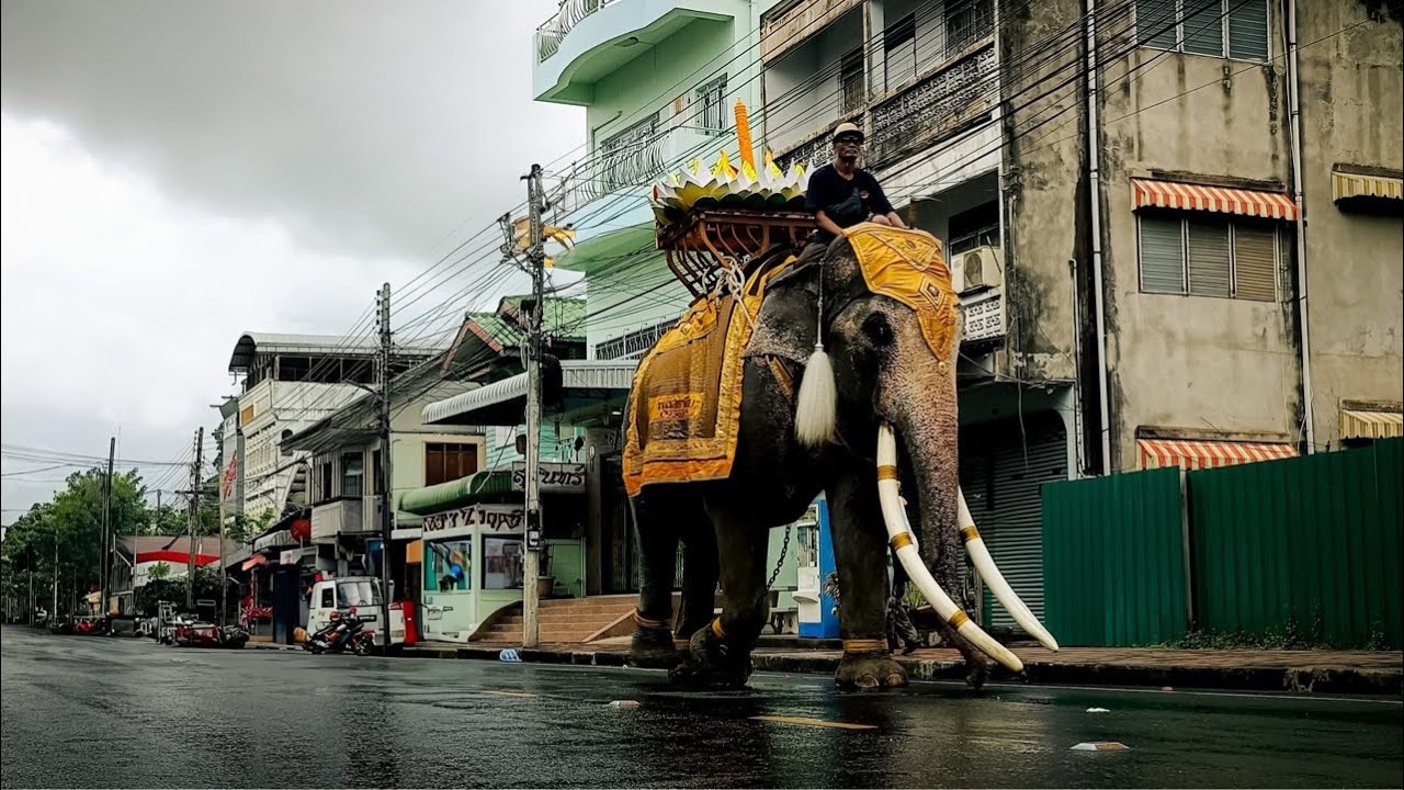 เเห่เทียนเข้าพรรษา จ.สุรินทร์