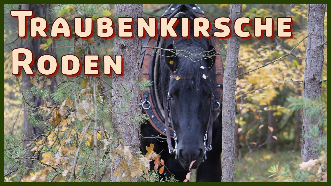 Roden der Traubenkirsche (Rückepferde im Wald)