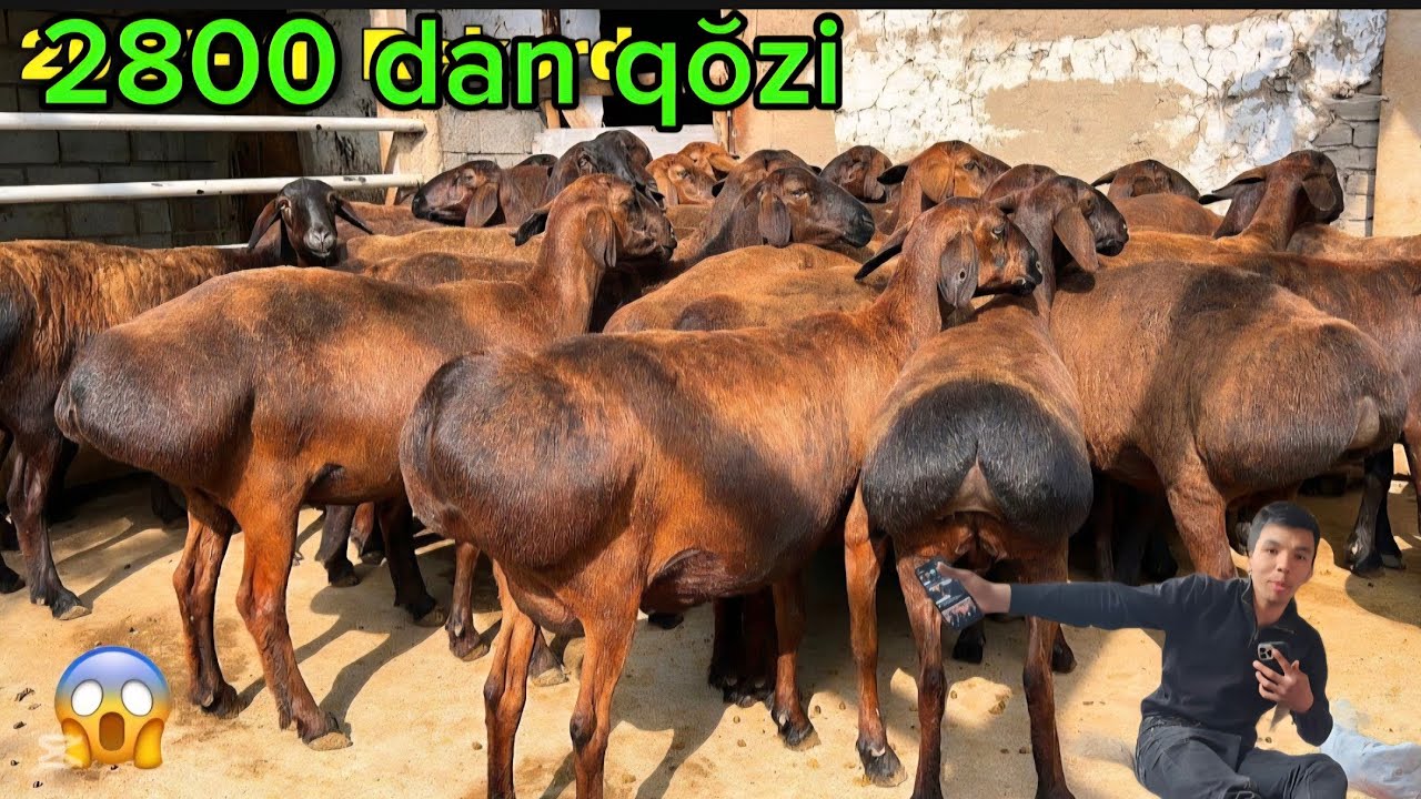 2800 mig dan QŎZI NAQ 2 3 KUDA TUĞADIGAN BŎĞOZ SOVLIQ ZOʻRLARI KELDI 500 ARZON EKAZAKCHI ONA BOL 
