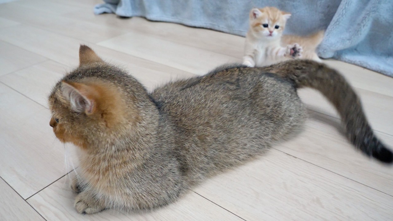 Cute kitten who&rsquo;s fascinated by Mom Cat&rsquo;s tail but is a little scared&hellip;