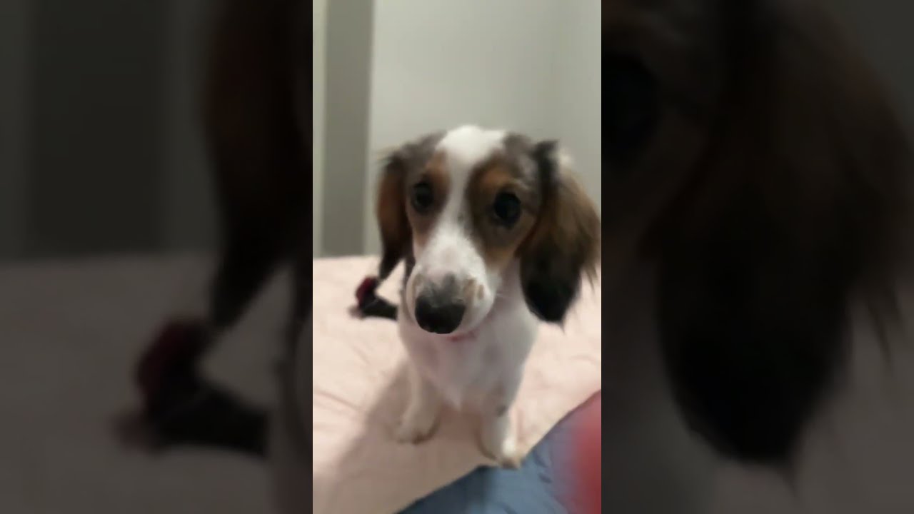 My puppy looking at… I don’t know what