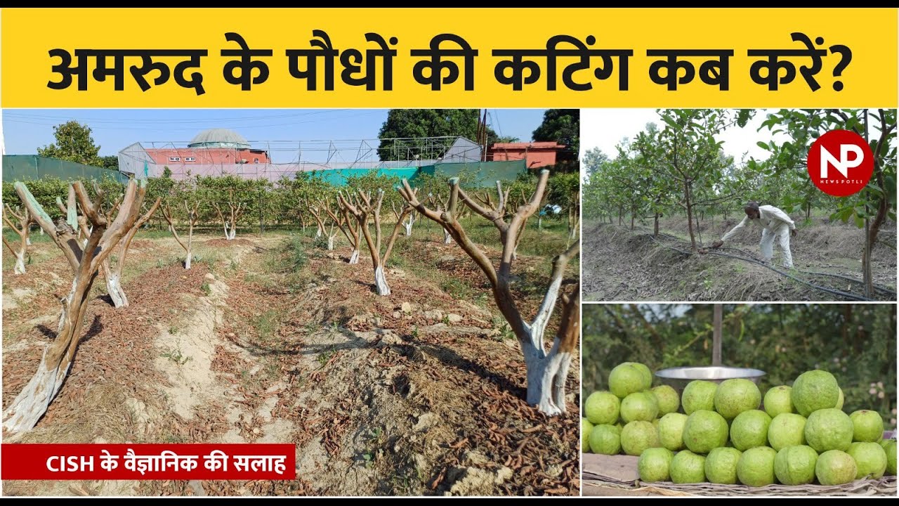 अमरुद के पौधों की कटिंग कब और किस समय करें? || Guava Plant Pruning In Hindi  || Guava Bagging
