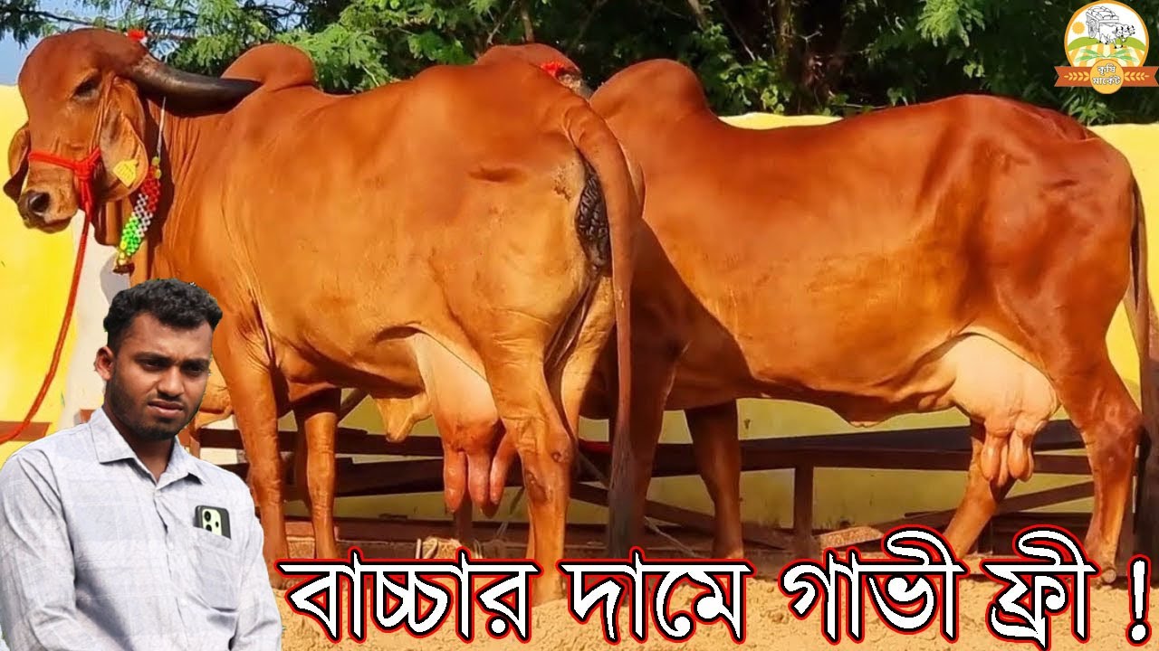 ইন্ডিয়ান বর্ডার ক্রস নেপালী গির গুজরাটি গির বাচ্চার দামে গাভী ফ্রী ! গাভী প্রতি ৩০ হাজার কমে