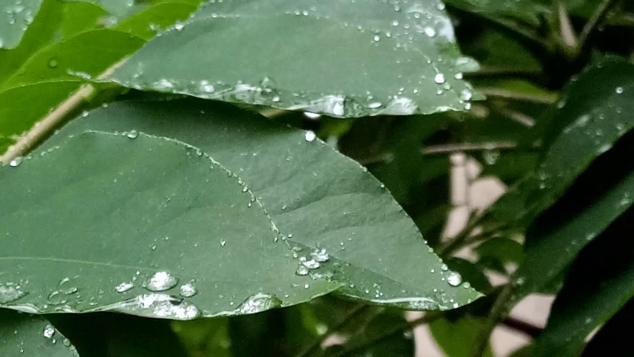 Rain