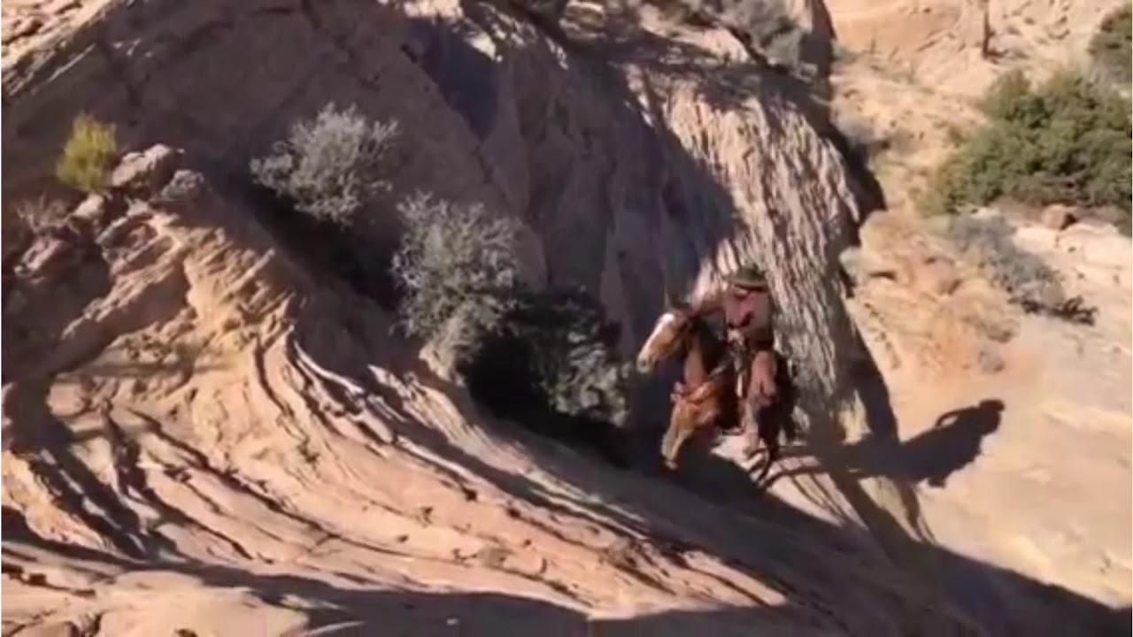 Crazy Places Horses & Mules Can Go | Extreme Trail Riding Compilation