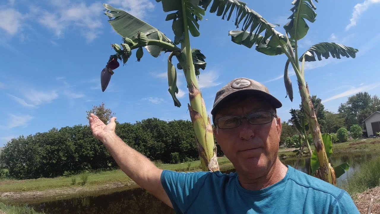 Banana Plants 101 from Roots to Blossoms, Top to Bottom