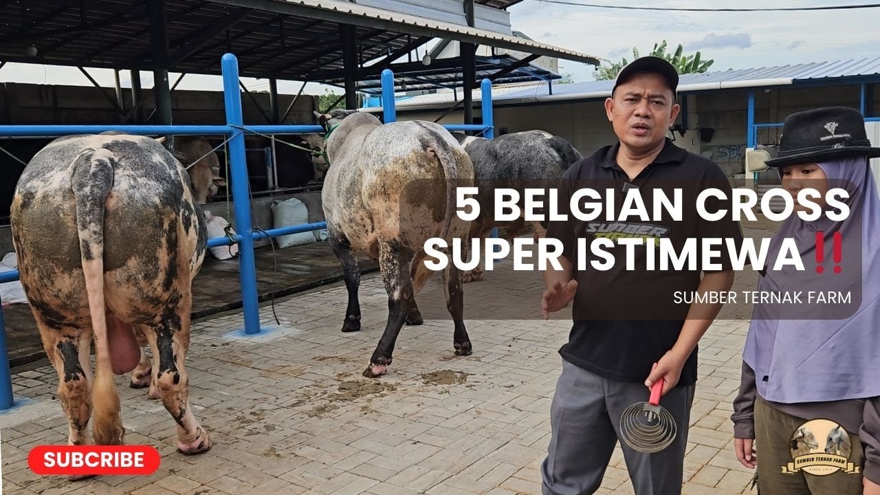 BELGIAN CROSS SUPER ‼️UNTUK IDUL ADHA 2026 | SUMBER TERNAK FARM