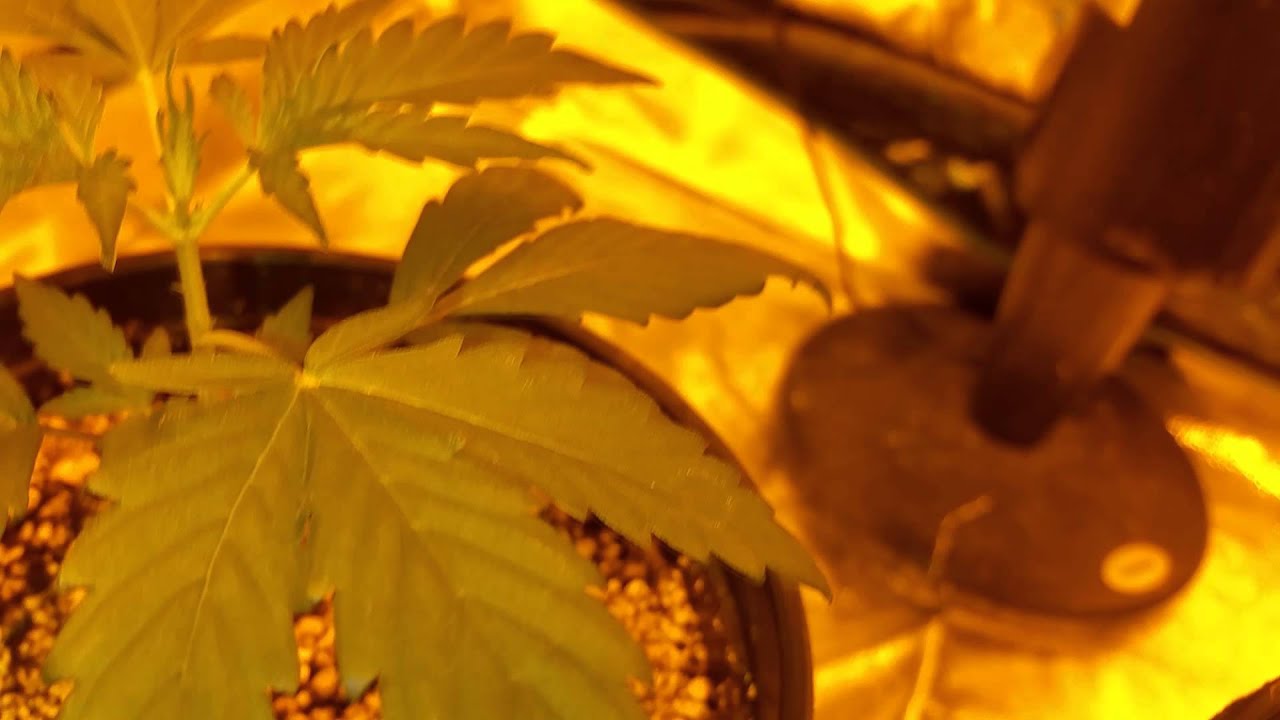 How to prune autoflower or seedlings