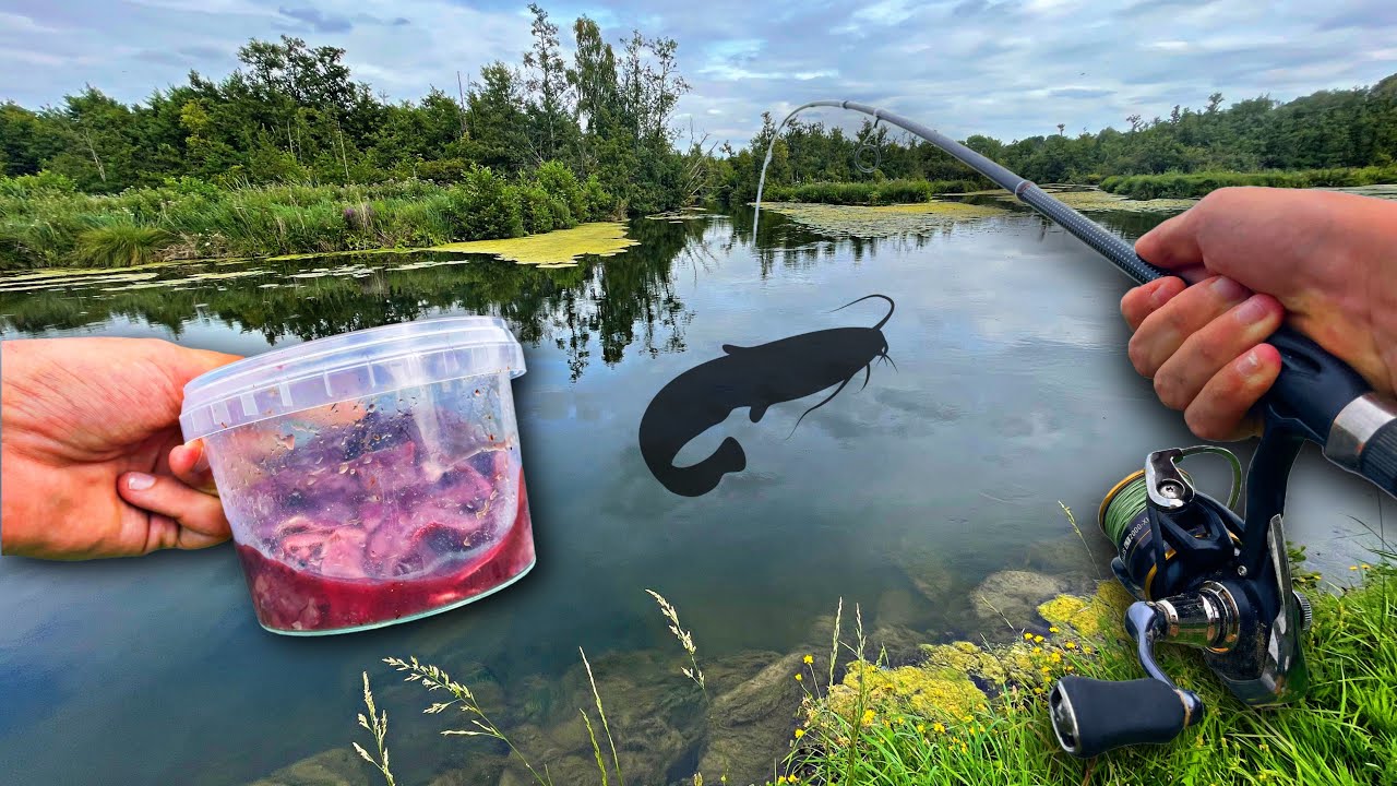 Ce DÉFI à failli me COÛTER très CHER ! (Pêche du silure au Foie de volaille) en 7-21g ! 😶
