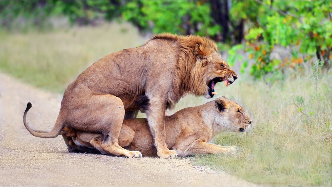 LIONS MATING N°2 (English, 4K), with 5 male lions followed for 2 years in Kruger National Park.