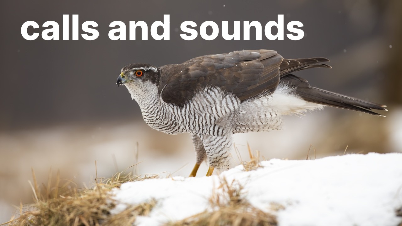 Northern Goshawk  Calls and Sounds - Identify by Listening
