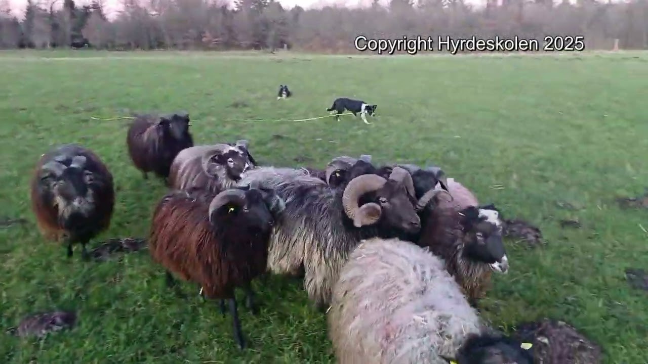 2025-12-27 Glenn Testing the young rams