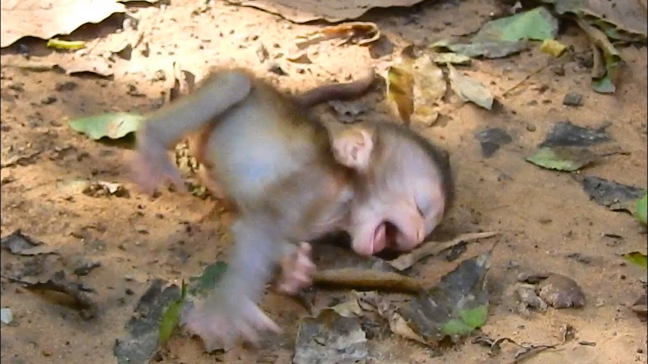 where mom Rose save ? poor baby Rainbow cry terrible by hurt when Liby hurt left her