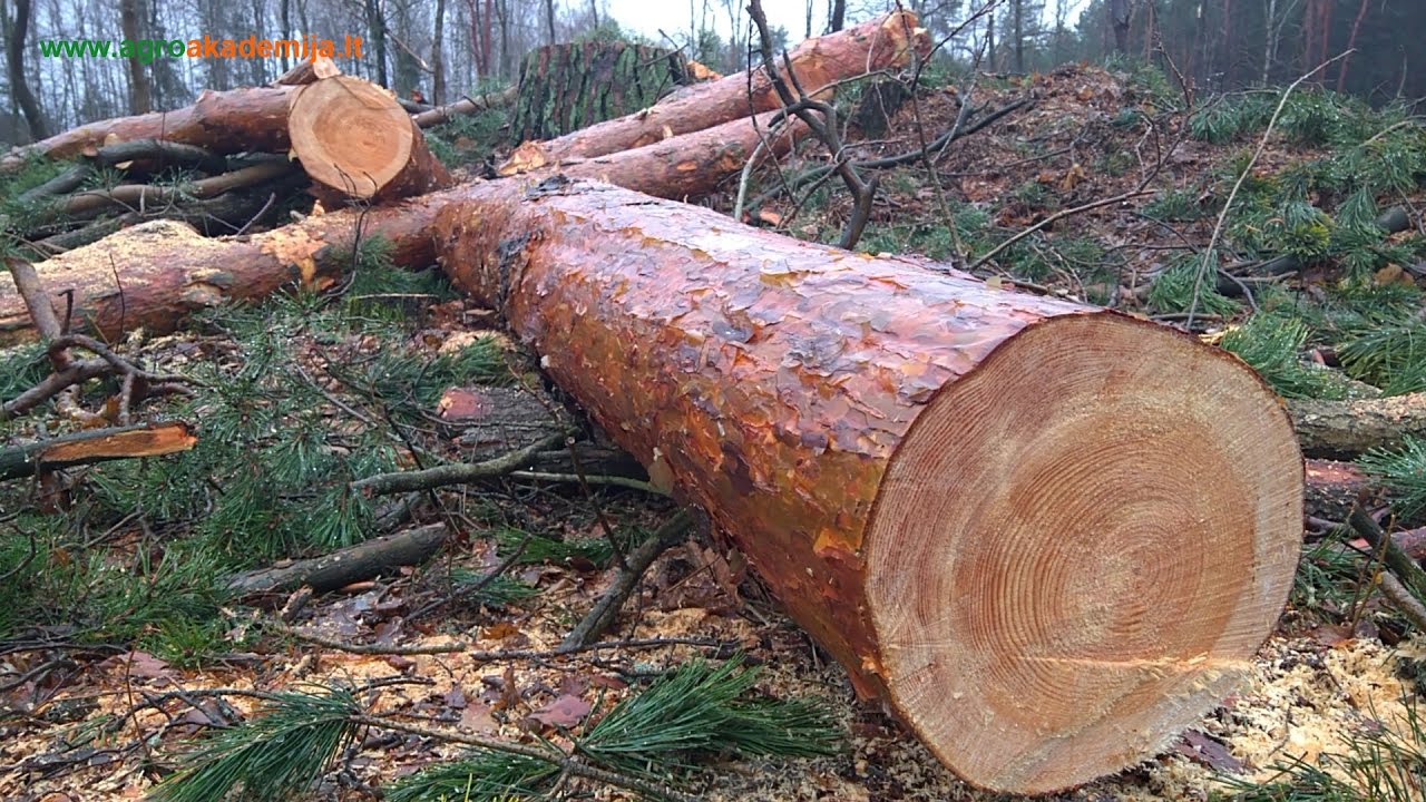Miškui kirsti reikia ne tik kirvio, bet ir leidimo