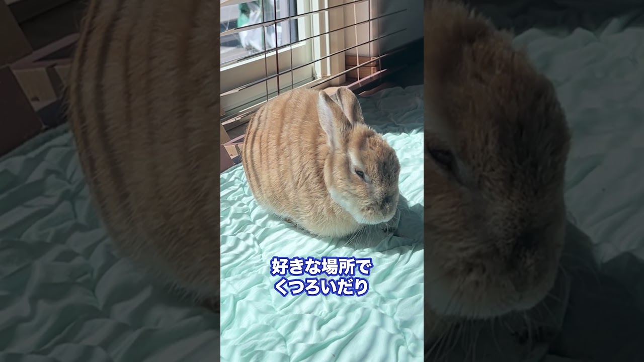 うさぎは本当に飼いやすい？こんな感じですw #うさぎ #rabbit #bunny #うさぎとの暮らし #かわいい