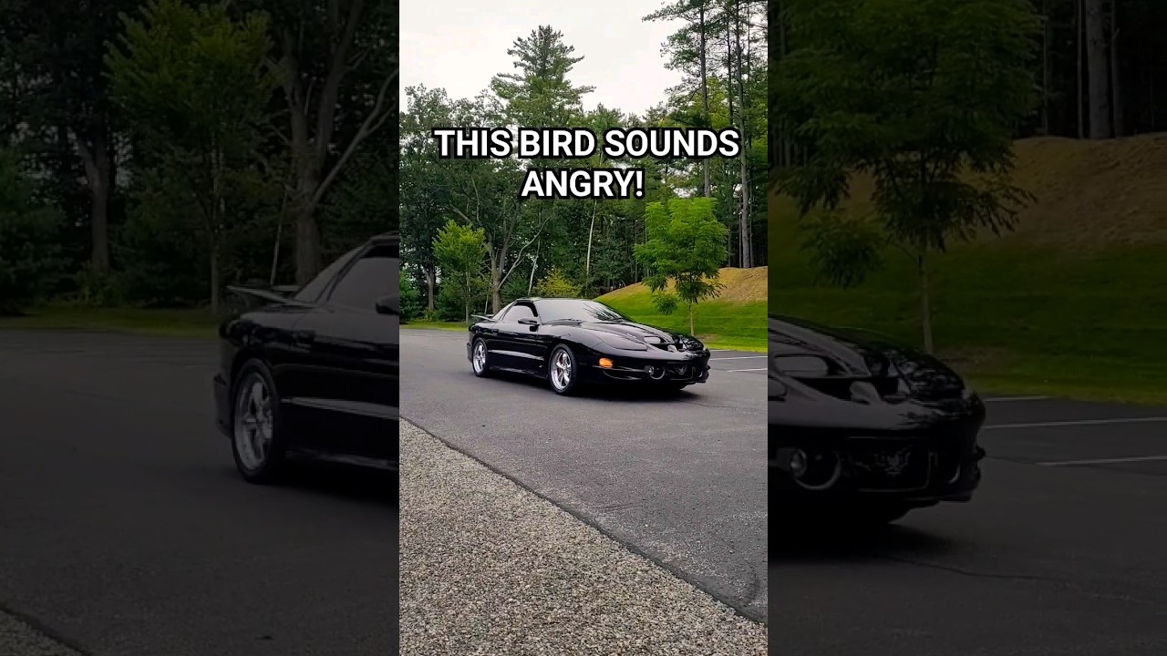 LS6 WS6 Trans Am Rolling By 👿🦅